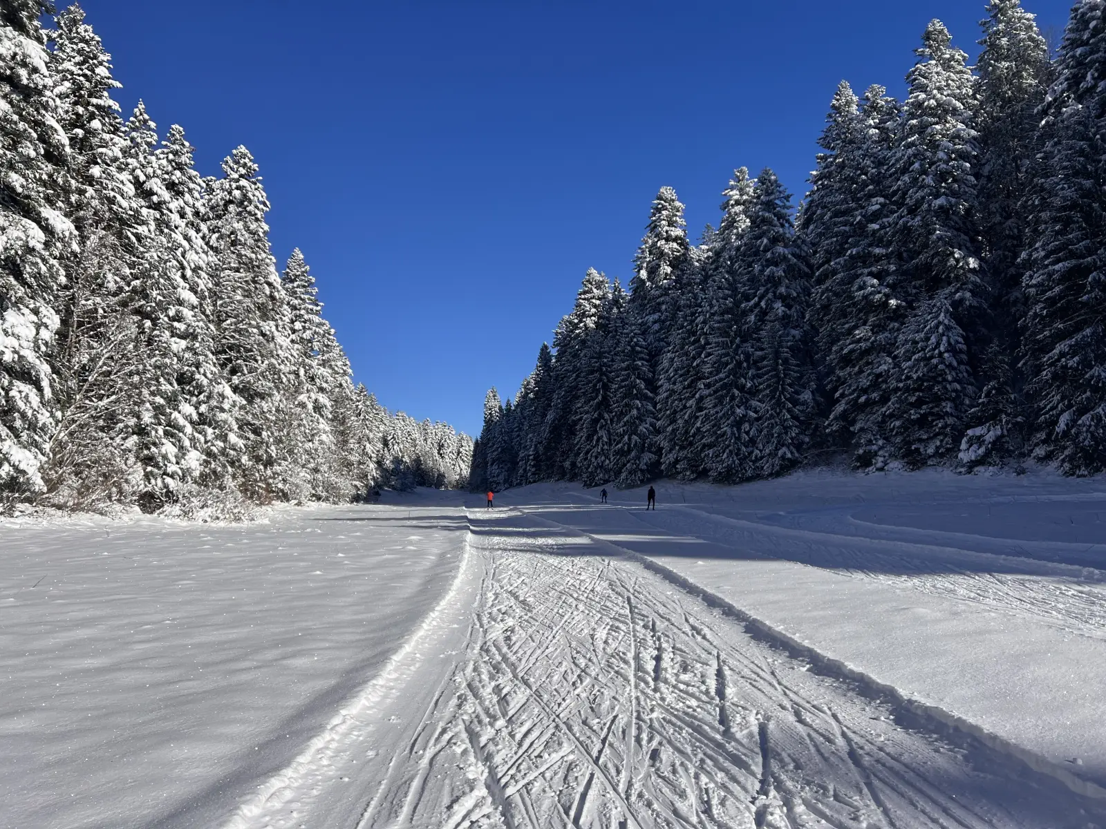 Forêt enneigée dans le Haut-Jura