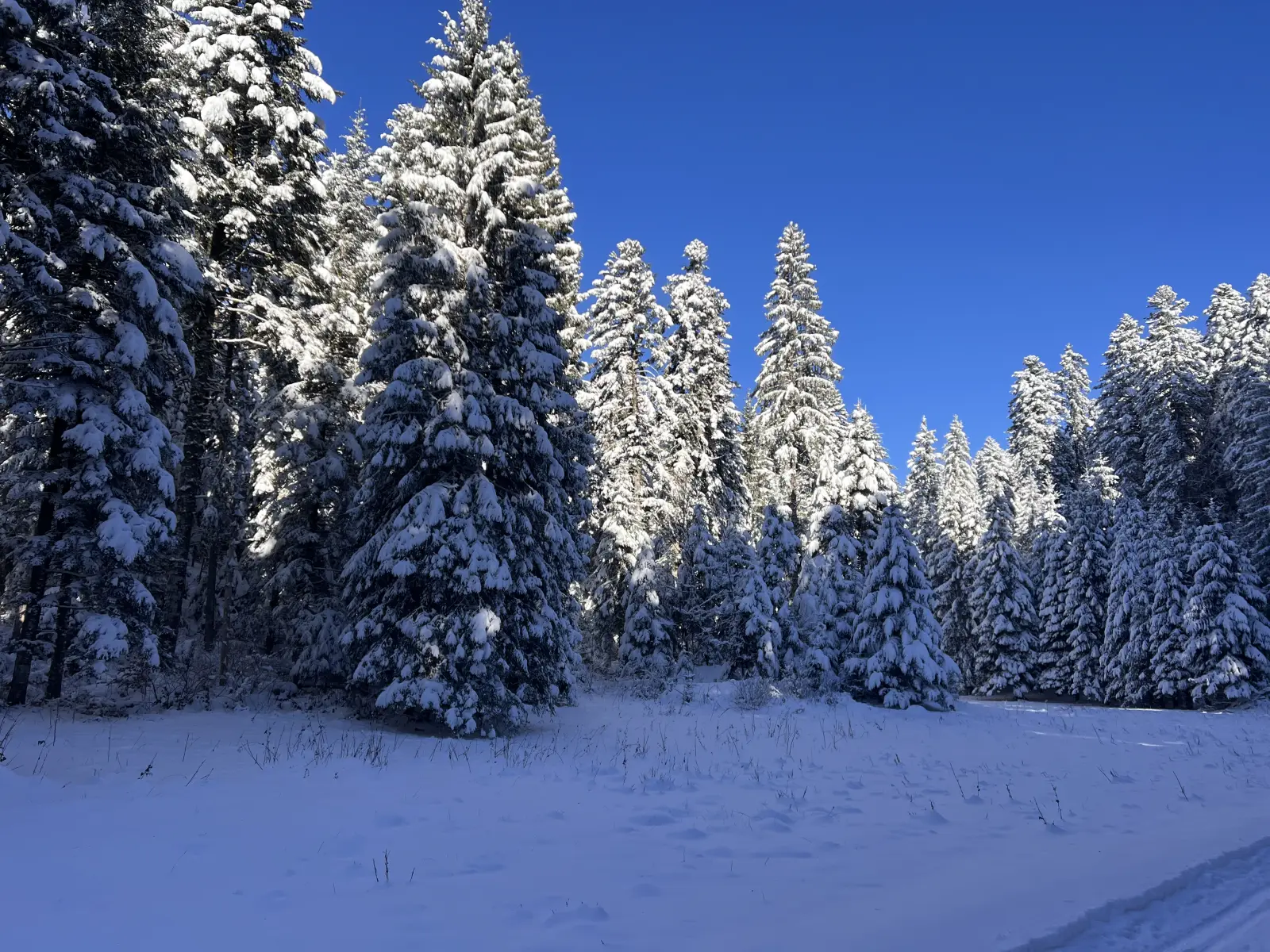 Forêt enneigée du Haut-Jura