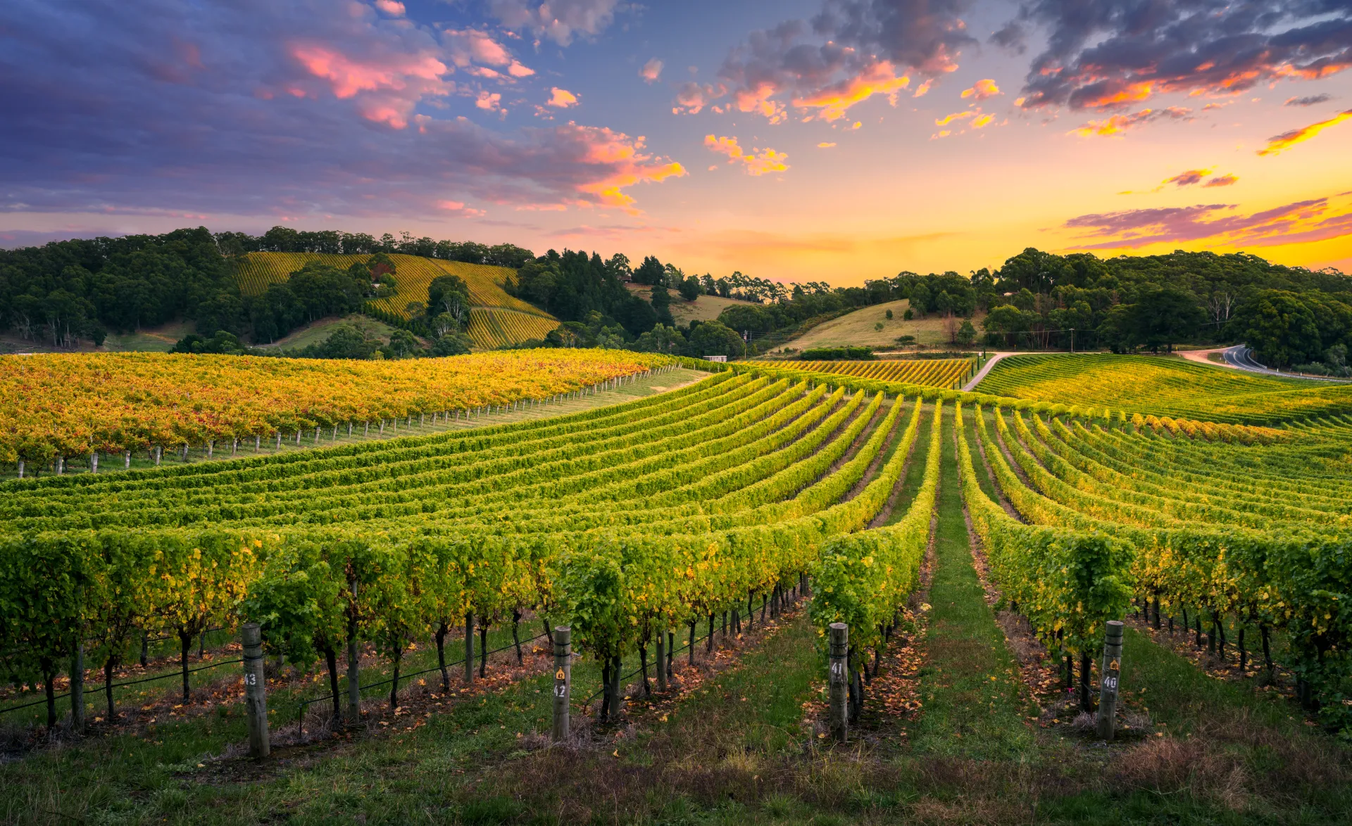Vignoble au lever du jour