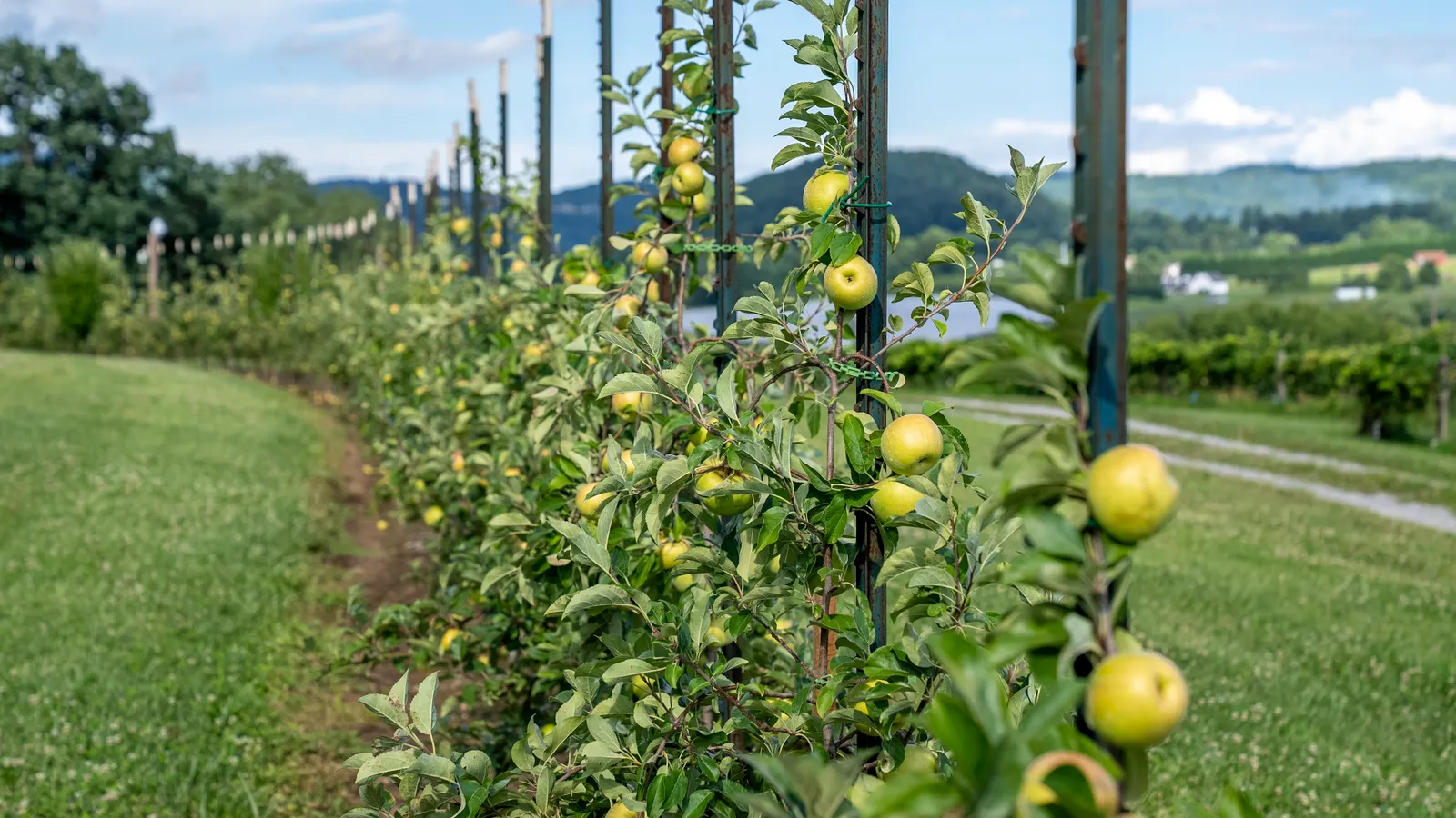 Verger de la Joualle, culture en agroforesterie